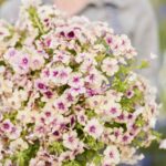 Annual Phlox Seeds - Cherry Caramel - Image 3