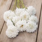 Aster Seeds (Peony Duchess) - White - Image 3