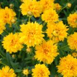 Lance-Leaf Coreopsis Seeds - Sunburst - Image 3