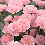 Carnation Seeds - La France - Image 3