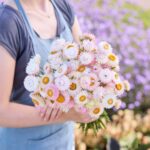 Strawflower Seeds - Silvery Rose - Image 3