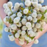 Gomphrena Seeds - White - Image 3