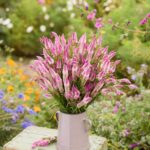 Celosia Seeds - Flamingo Feather - Image 3