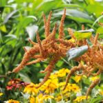 Amaranthus Seeds - Hot Biscuits - Image 3