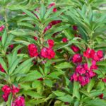 Balsam Seeds - Impatiens - Image 3