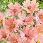 Cosmos Seeds - Apricotta - Image 3