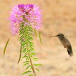 Rocky Mountain Beeplant (Wild Cleome) - Image 3