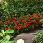 Impatiens Seeds - Beacon Bright Red - Image 3