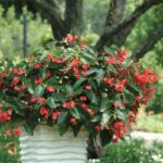 Begonia Seeds - Dragon Wing Red - Image 3