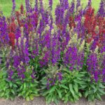 Lobelia Seeds - Starship Blue - Image 3