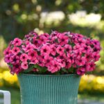 Vinca Seeds - Tattoo™ Raspberry - Image 3