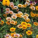 Gazania Seeds - Sunshine Mix - Image 3