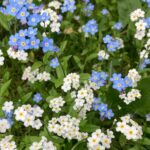 Forget Me Not Seeds - Blue - Image 3