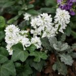 Candytuft Seeds - Empress - Image 3
