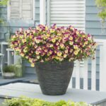 Pansy Seeds - Cool Wave Strawberry Swirl - Image 3