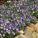 Viola Seeds - Sorbet XP Delft Blue - Image 3