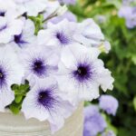 Petunia Seeds - Silver Blue - Image 3