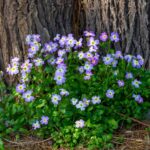 Virginia Stock Seeds - Image 3