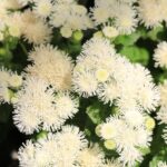 Ageratum Seeds - Dondo White - Image 3