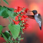 Scarlet Sage Seeds - Image 3