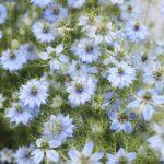 Love in a Mist Seeds - Blue - Image 3