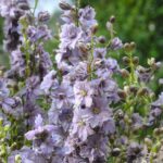 Larkspur Seeds - Misty Lavender - Image 3