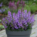 Angelonia Seeds - Serena Blue - Image 3