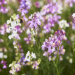 Toadflax / Spurred Snapdragon Seeds - Image 3