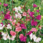 Clarkia Seeds - Mixed - Image 3