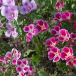 Godetia / Farewell To Spring Seeds - Image 3