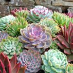 Sempervivum Seeds - Hippie Chicks Mix - Image 3