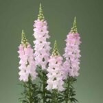 Snapdragon Seeds - Legend Light Pink - Image 3