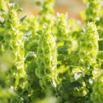 Bells of Ireland Seeds - Image 3