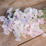Agrostemma Seeds - Light Rose - Image 3