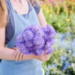 Scabiosa Seeds - Blue Cockade - Image 3
