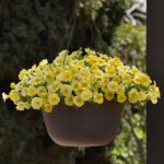 Petchoa Seeds - Caliburst™ Yellow - Image 3