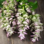 Clary Sage Seeds - Bluish-White - Image 3