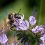 Lacy Phacelia Seeds - Image 3