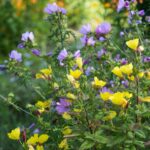 Evening Primrose Seeds - Image 3