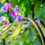 Hyacinth Bean Seeds - Image 3