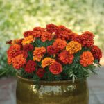 French Marigold Seeds - Fireball - Image 3