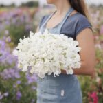 Sweet Pea Seeds - Royal White - Image 3