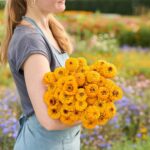 Zinnia Seeds - Oklahoma Golden Yellow - Image 3