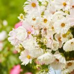 Cosmos Seeds - Cupcake Blush - Image 3
