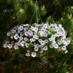 Petunia Seeds - Easy Wave Silver - Image 3