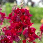Snapdragon Seeds - Madame Butterfly Red - Image 3