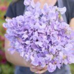 Sweet Pea Seeds - Royal Lavender - Image 3