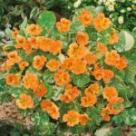Nasturtium Seeds - Alaska Salmon - Image 3