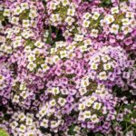 Sweet Alyssum Seeds (Dwarf) - Royal Carpet - Image 3