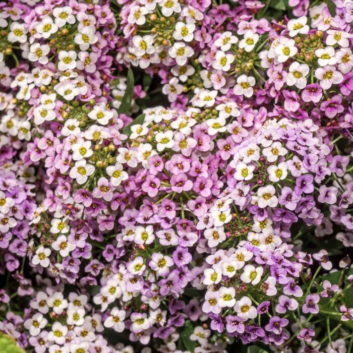Mix of white, pink and violet sweet alyssum flowers in full bloom